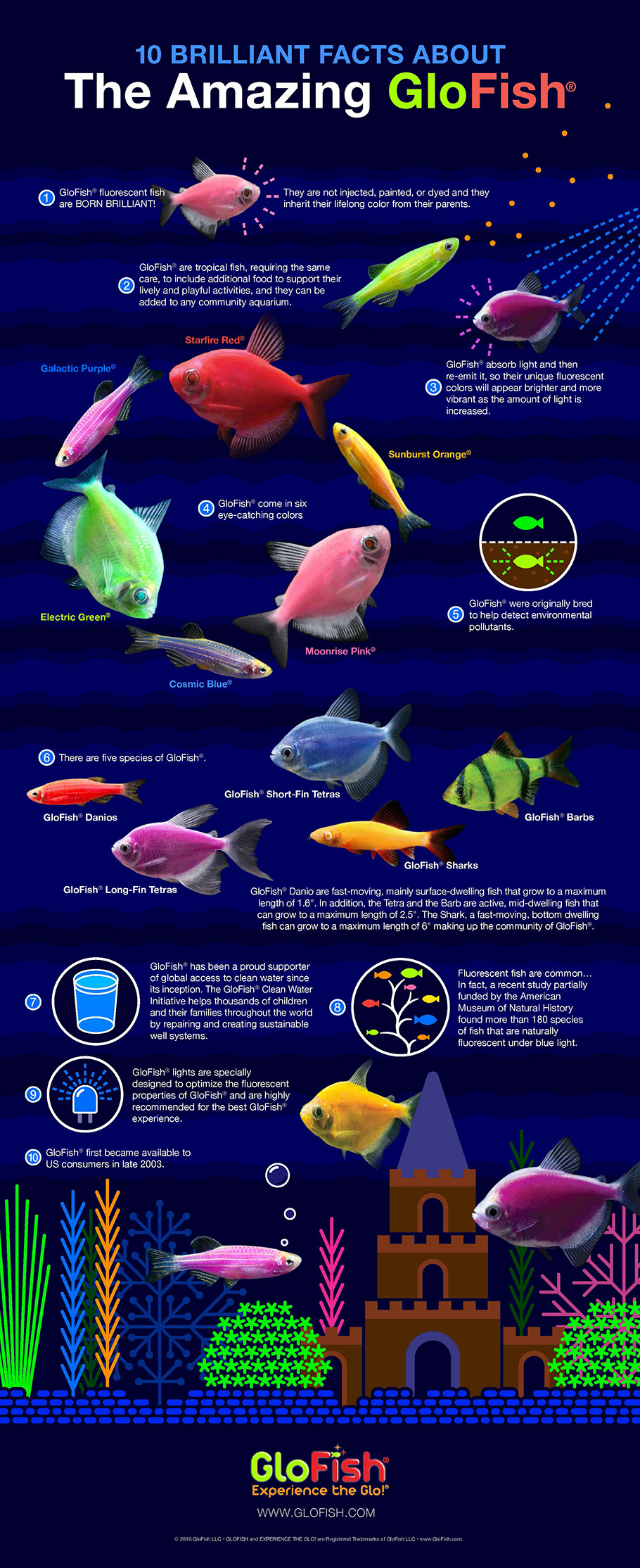 glofish-infographic-tetra